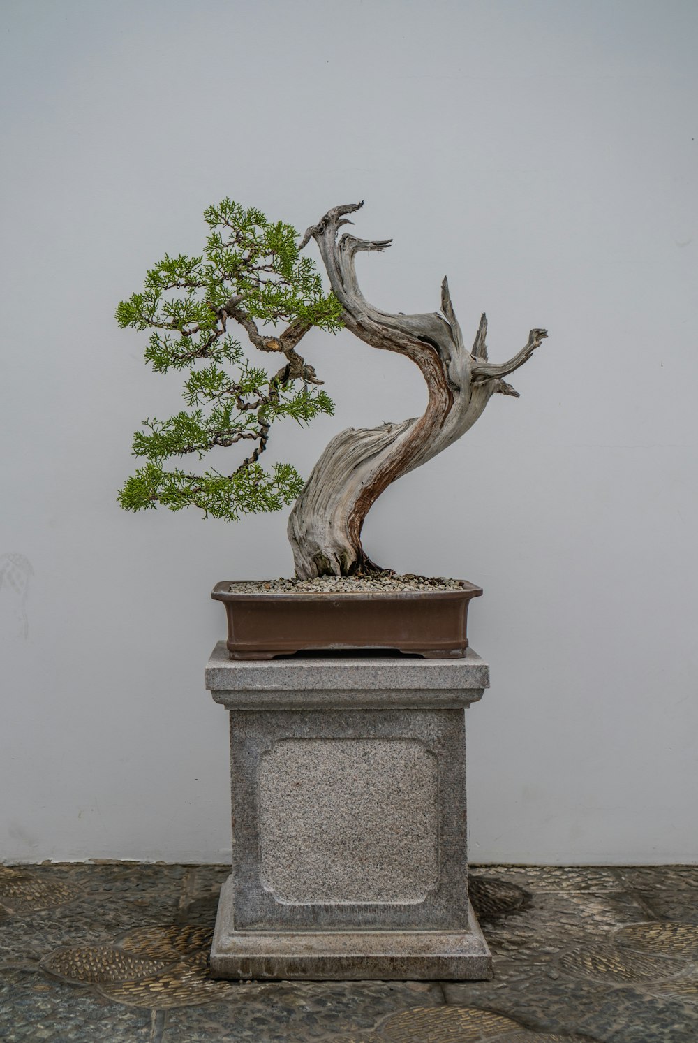 Ein Bonsai-Baum in einem Topfpflanzgefäß