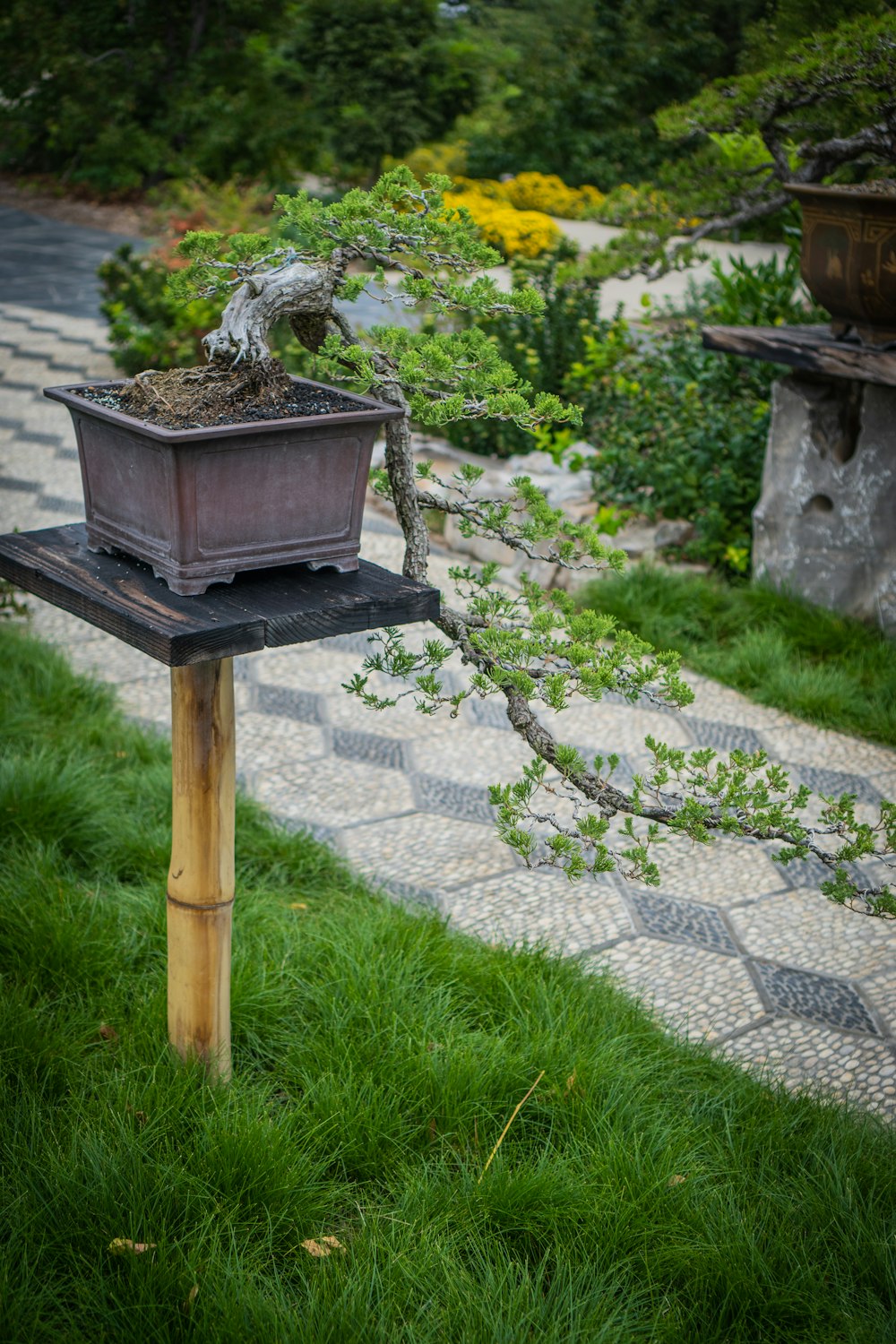 鉢植えのプランターで盆栽の木が生えています