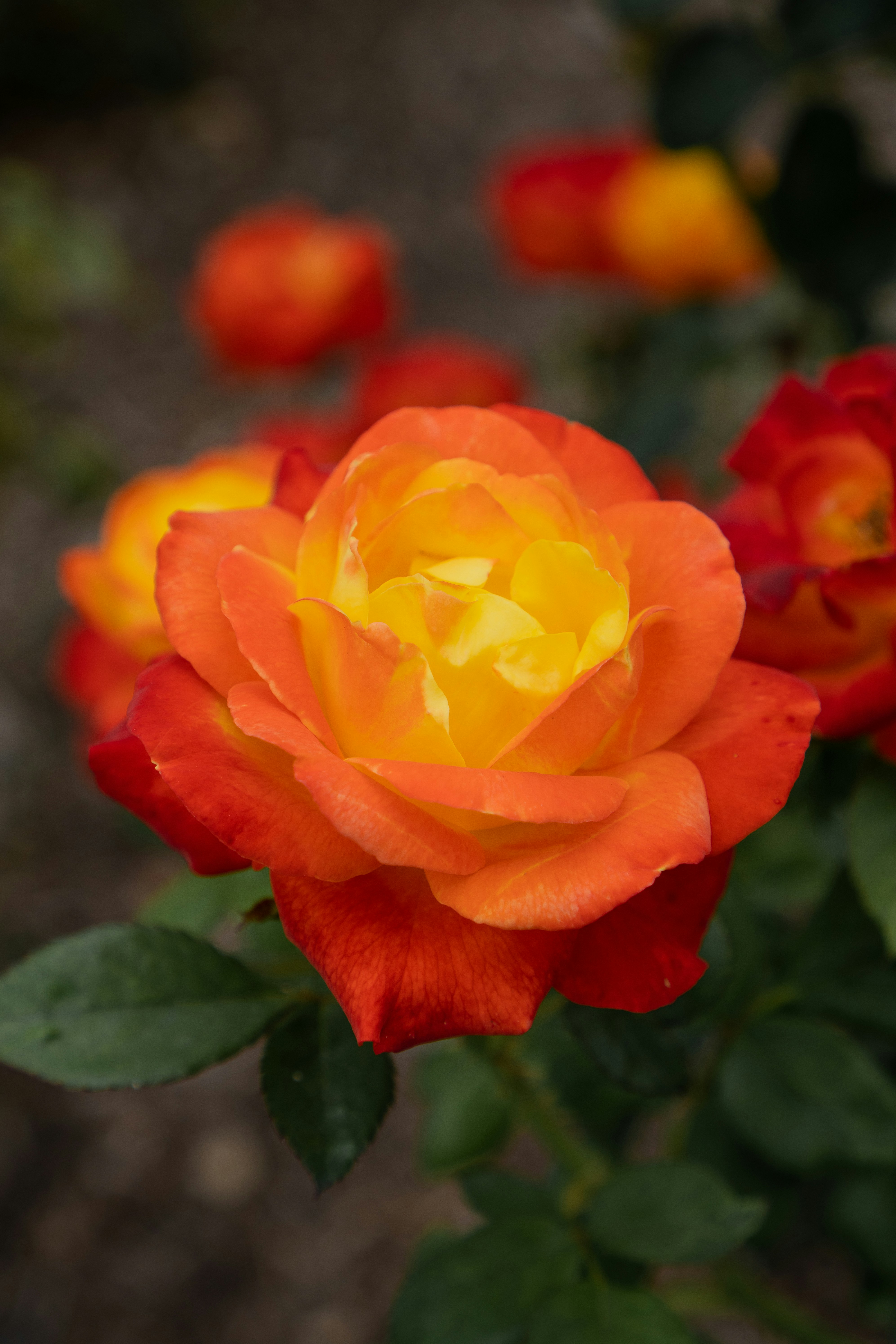 Photo by zhenyao_photo