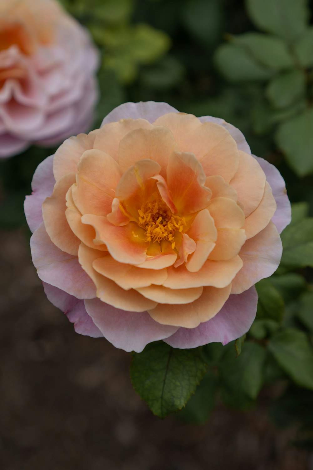 a close up of a pink and yellow flower