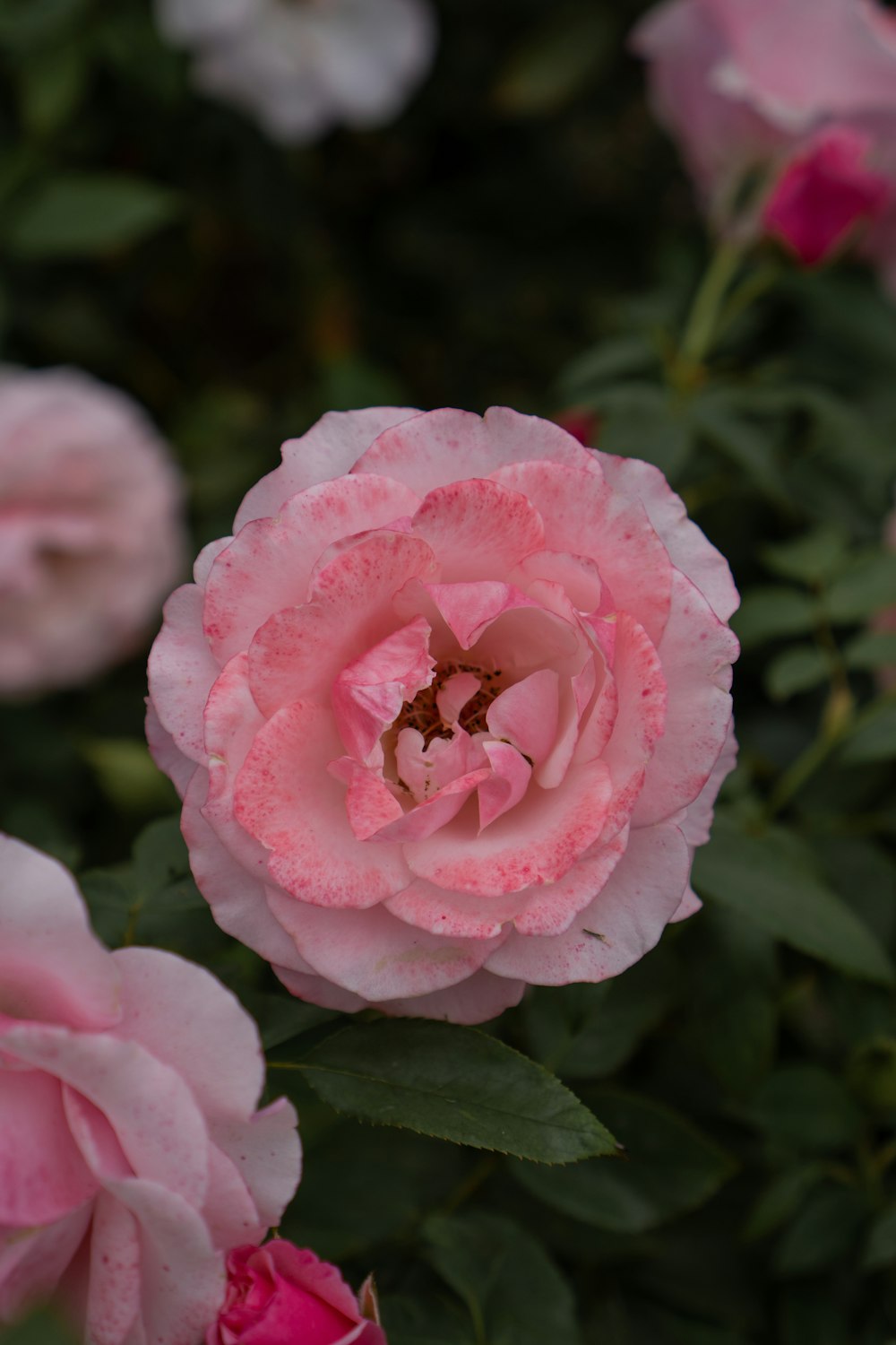 a close up of a pink flower with water droplets on it