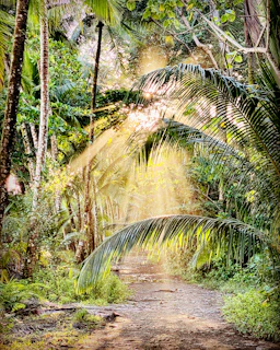 Golden hour sunlight filtering through rainforest leaves onto a drum circle outdoors