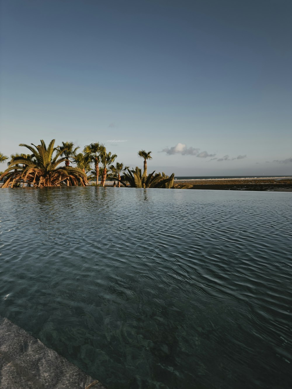 a large swimming pool surrounded by palm trees