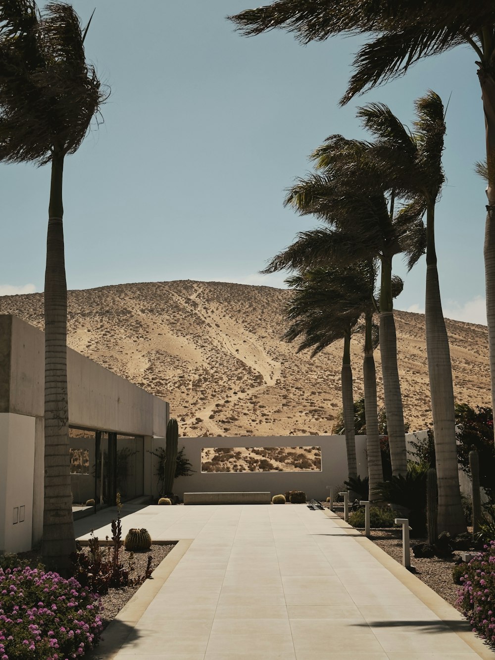 palm trees line the walkway leading to a resort