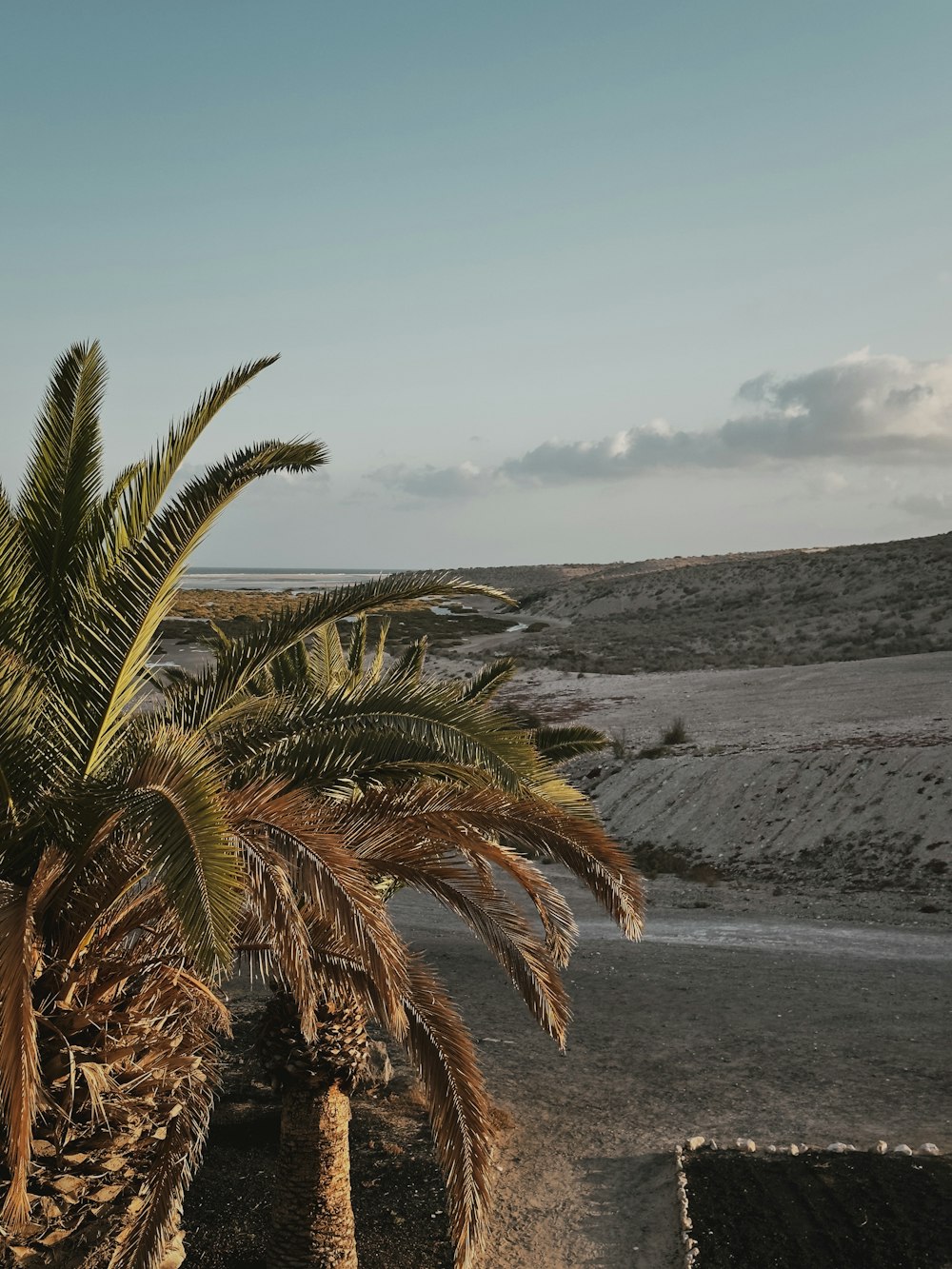 a couple of palm trees sitting next to each other