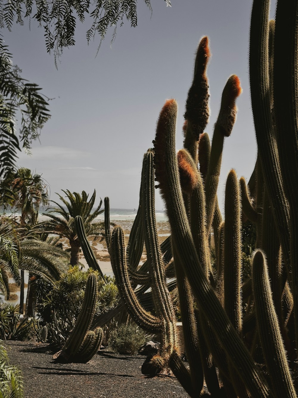 a group of cacti that are next to each other