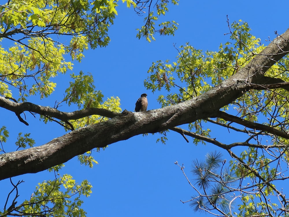 a bird sitting on a branch of a tree