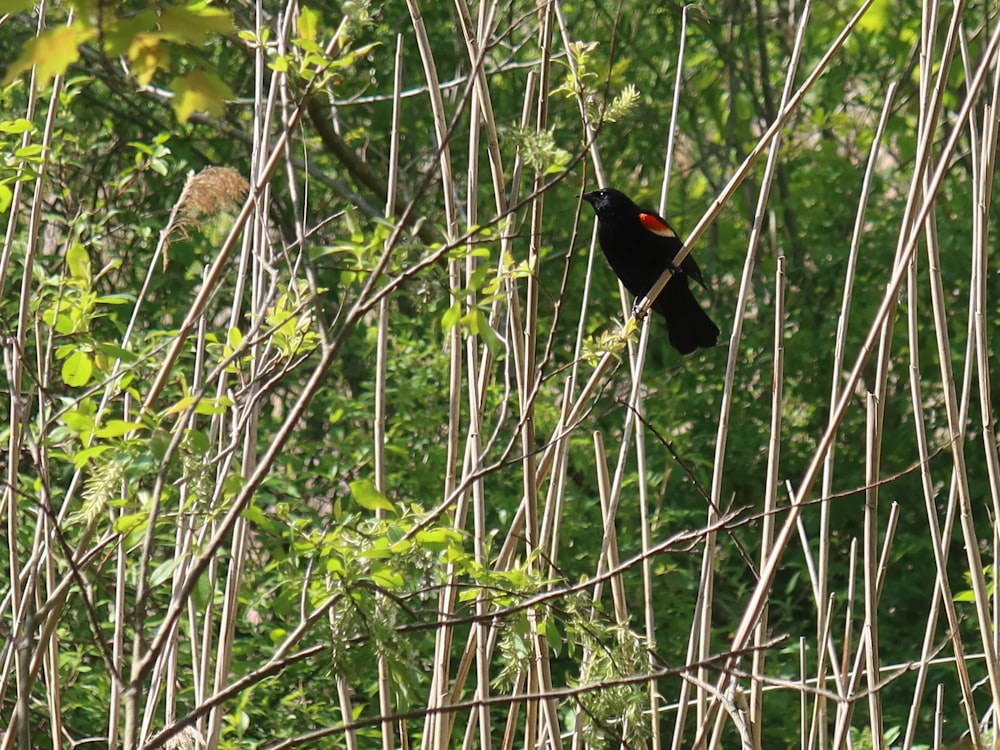 a small black bird perched on top of a tree branch