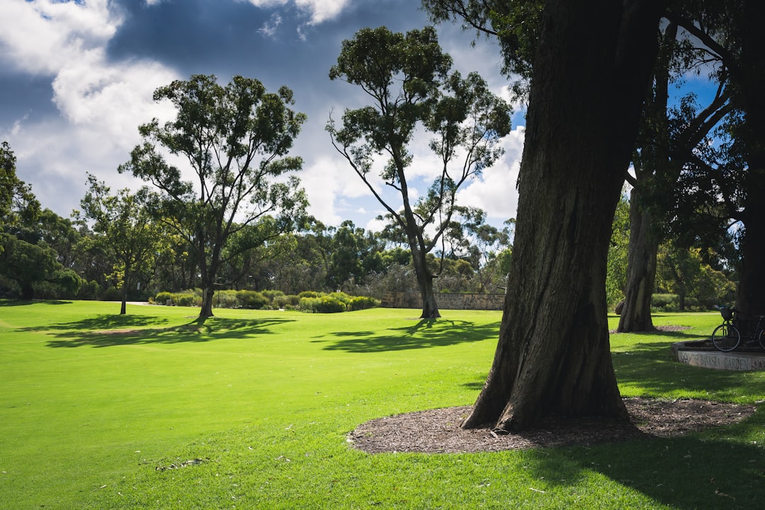 a grassy field with trees and a bench,