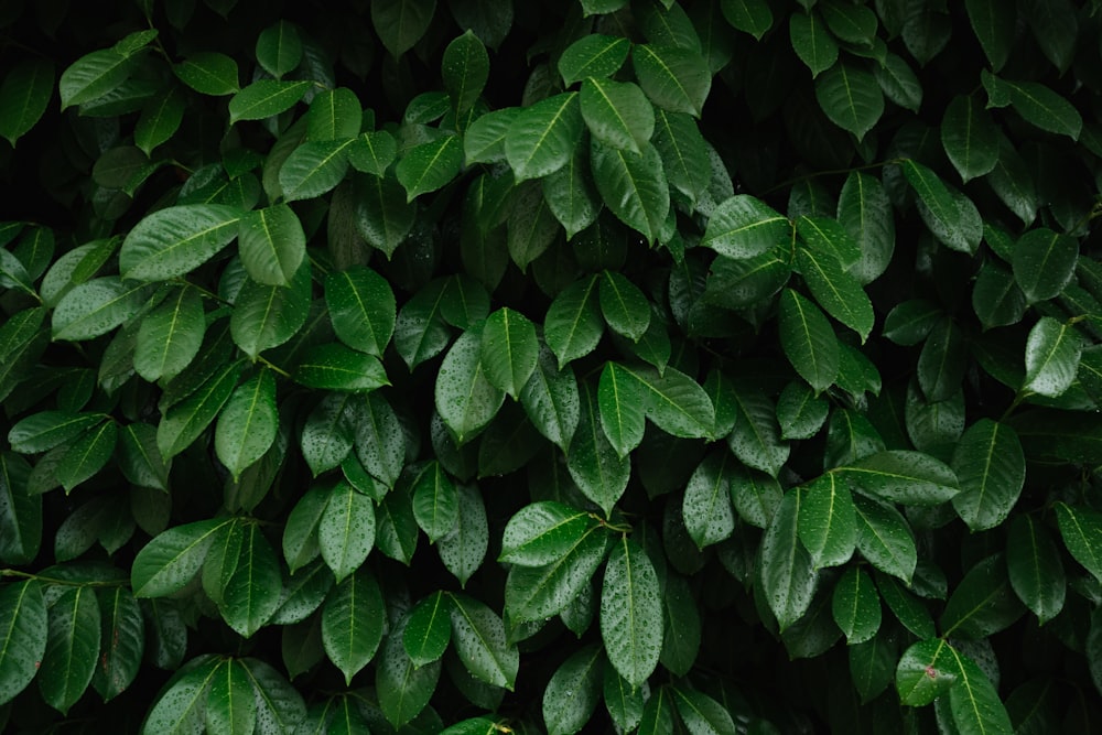 葉を持つ緑の植物の接写