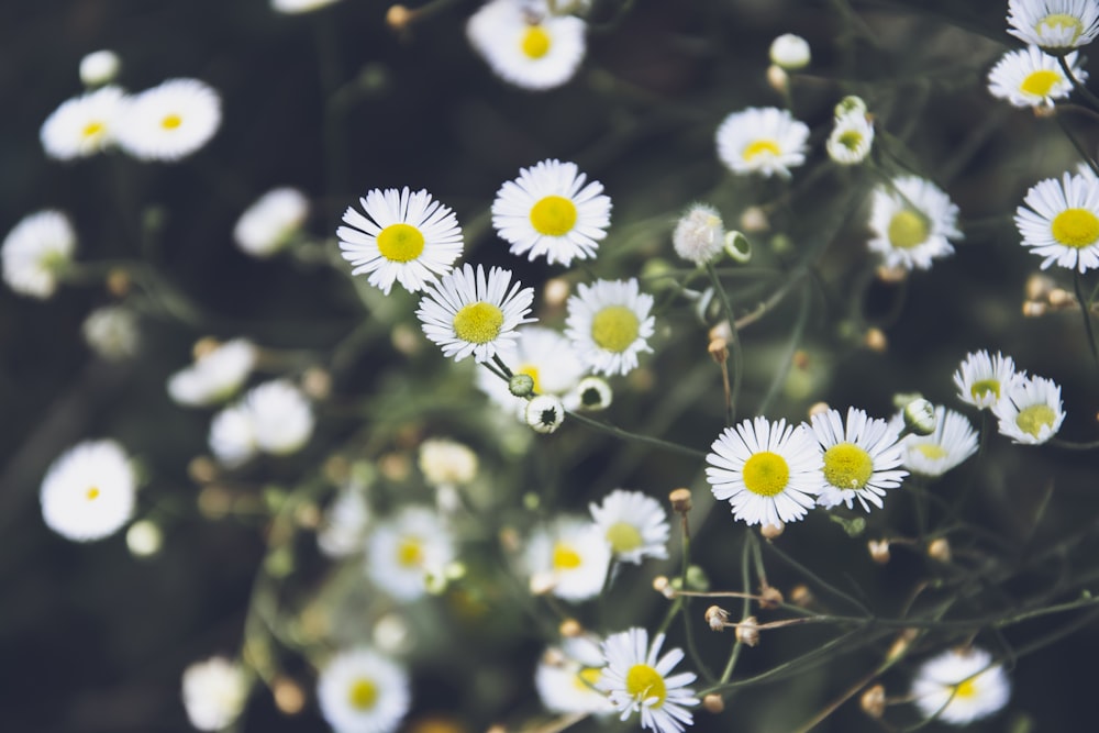 a bunch of white flowers with yellow centers