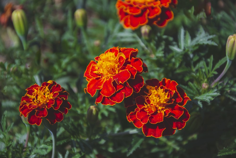 a group of red and yellow flowers in a garden