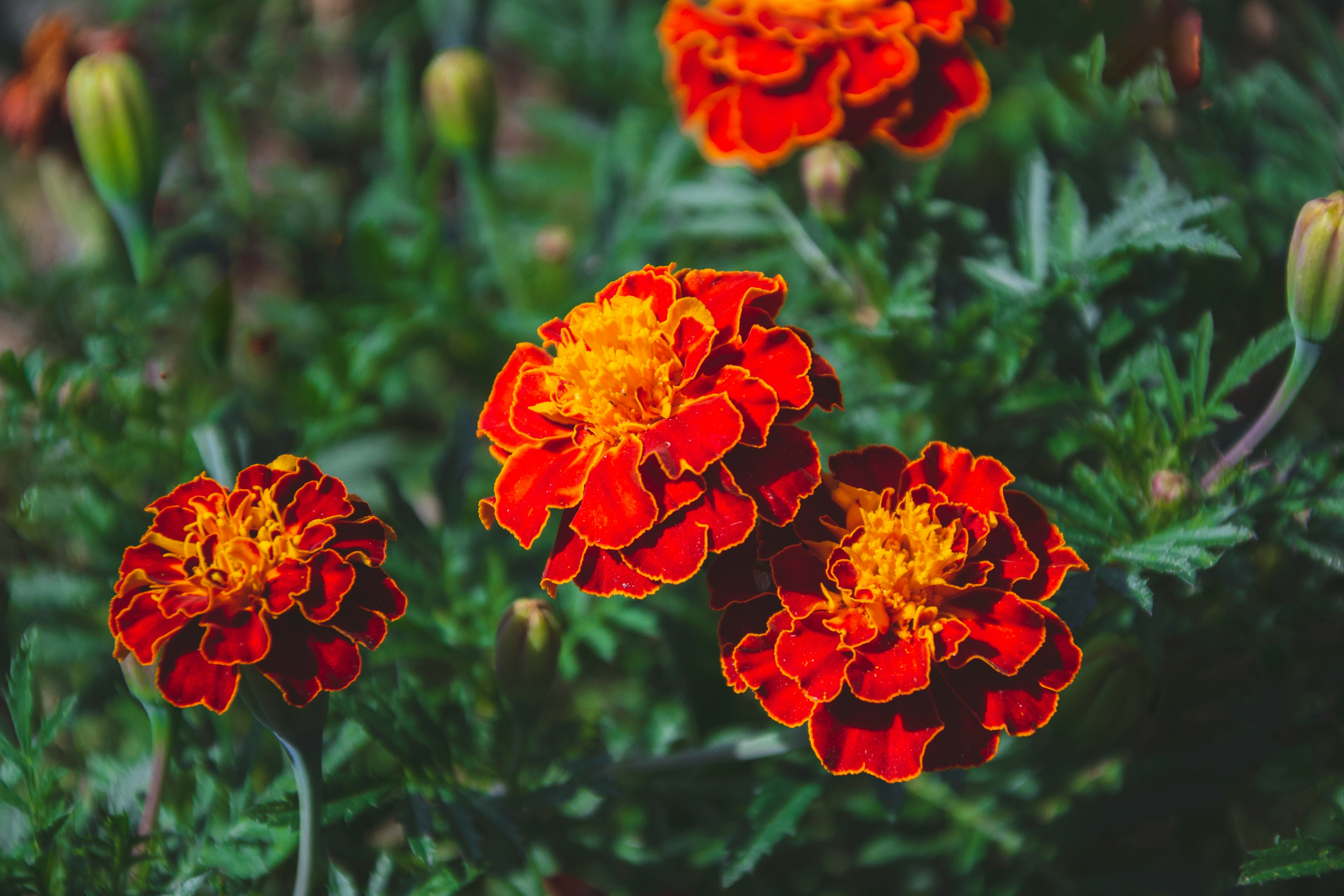 Marigold flowers repel a wide variety of insect pests and attract pollinators.