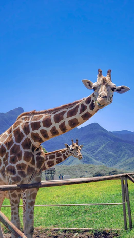 a couple of giraffe standing next to each other on a lush green field