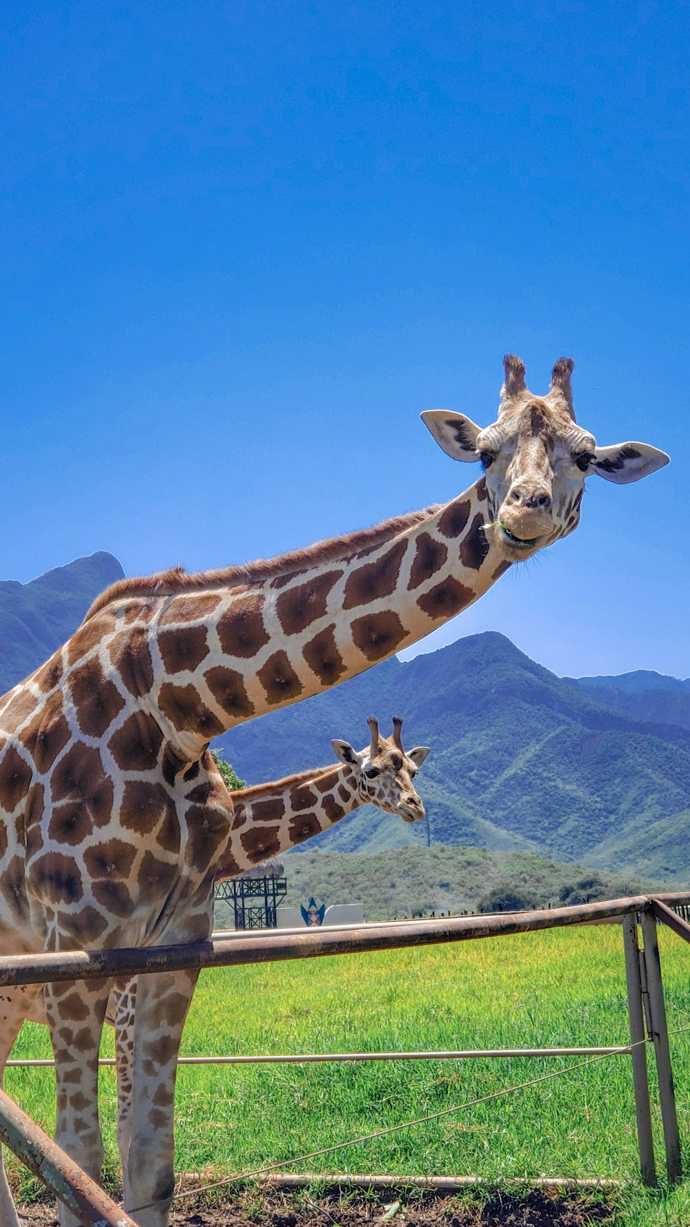 a couple of giraffe standing next to each other on a lush green field