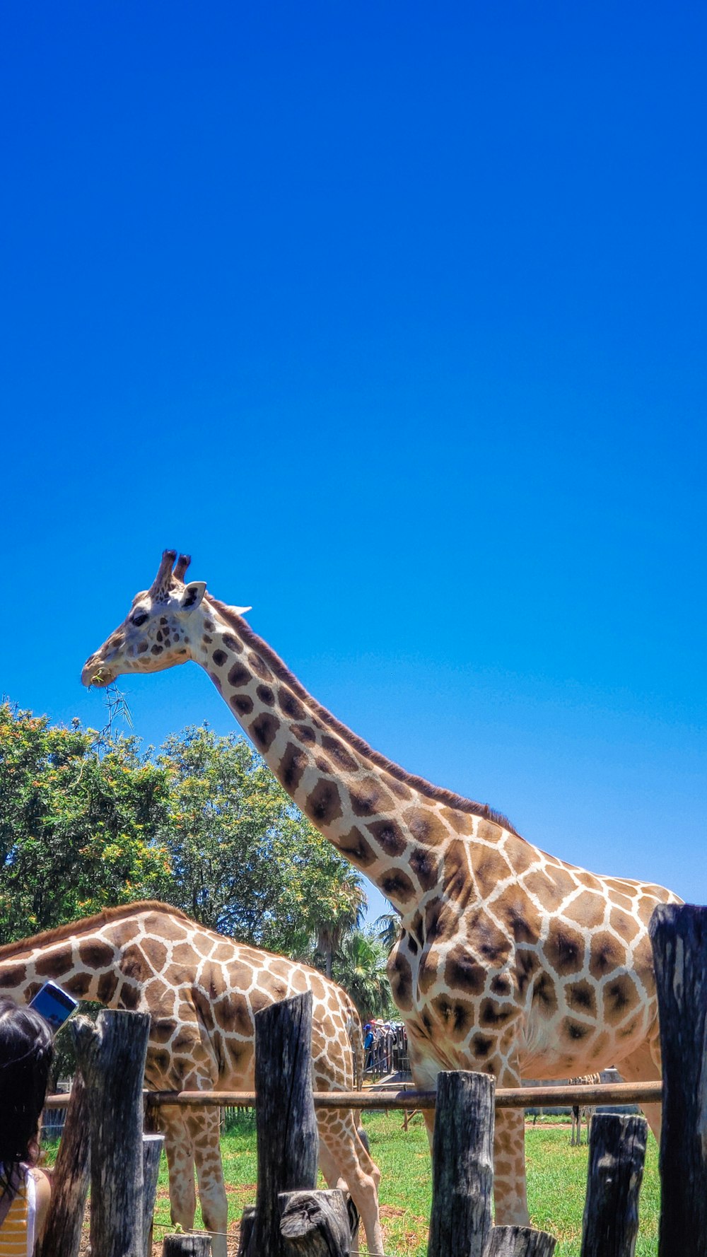 a couple of giraffe standing next to each other on a lush green field