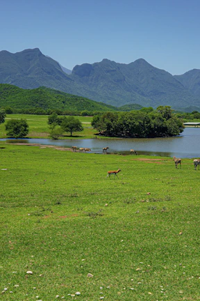 A panoramic view of a serene Indian landscape dotted with wild deer grazing near a calm river.