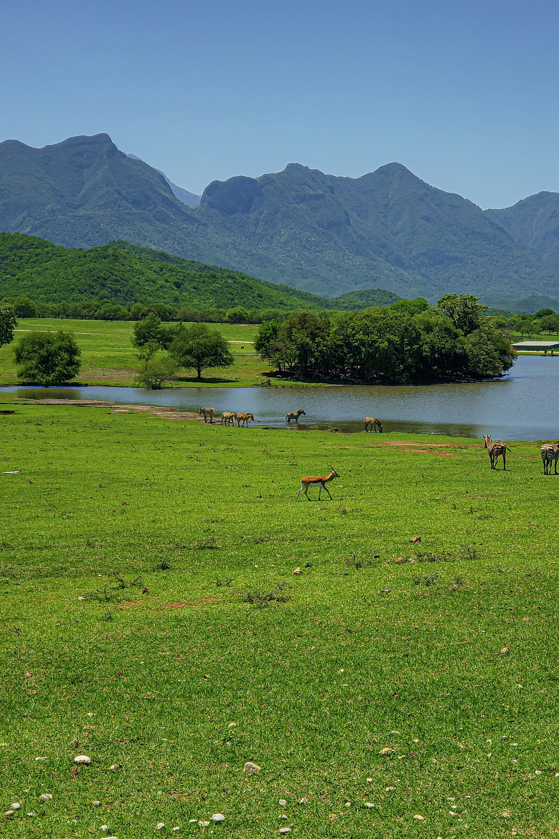 A vibrant depiction of a mule deer family grazing near a crystal-clear stream, framed by towering pine trees and rugged cliffs.