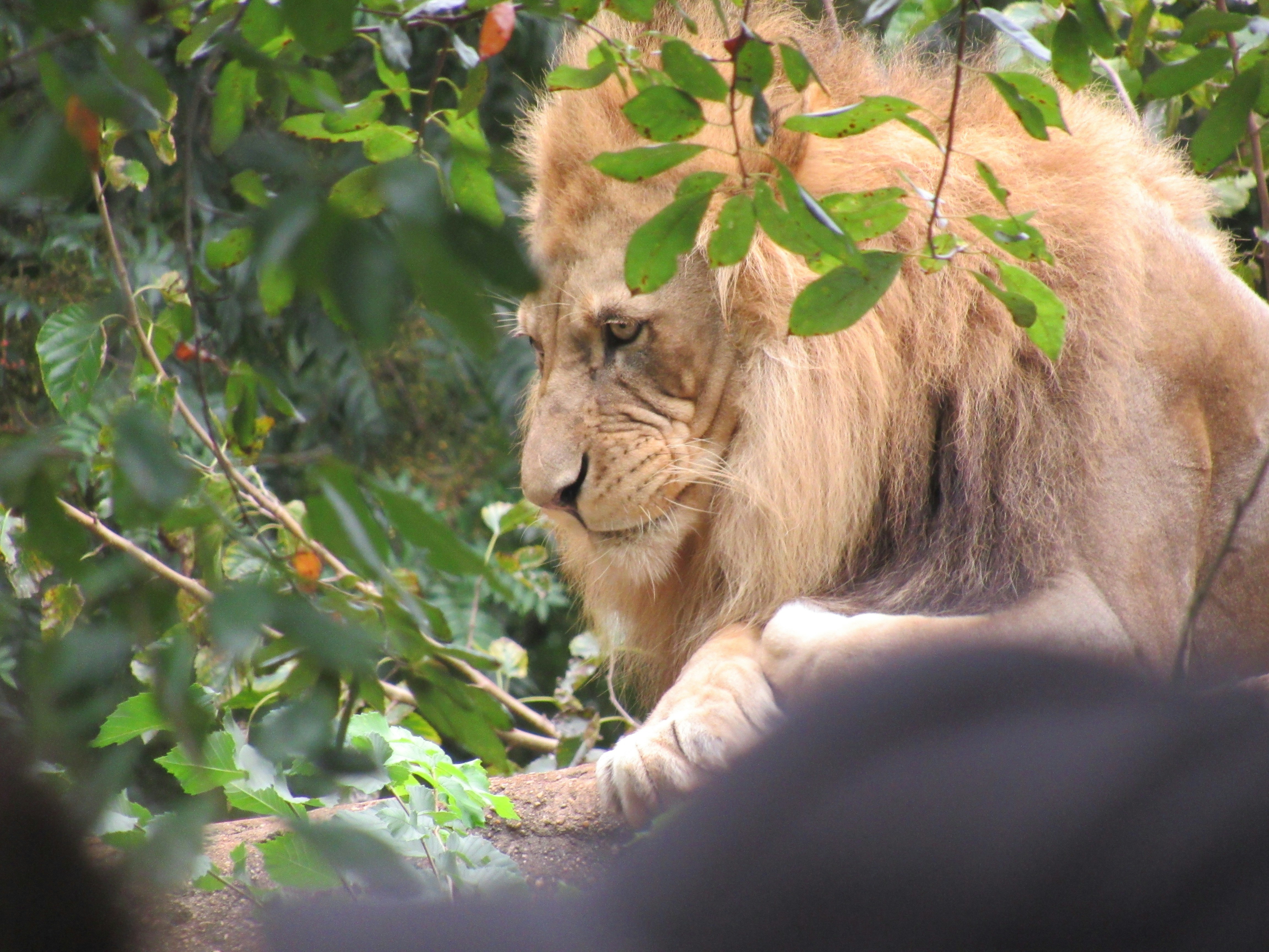 A lion sitting in the shade of a tree photo – Free Animal Image on Unsplash
