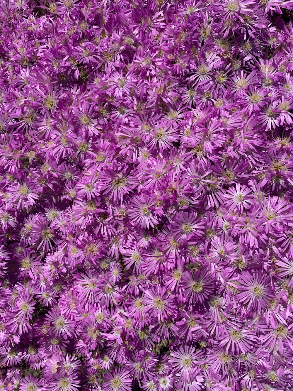 a bunch of purple flowers that are blooming