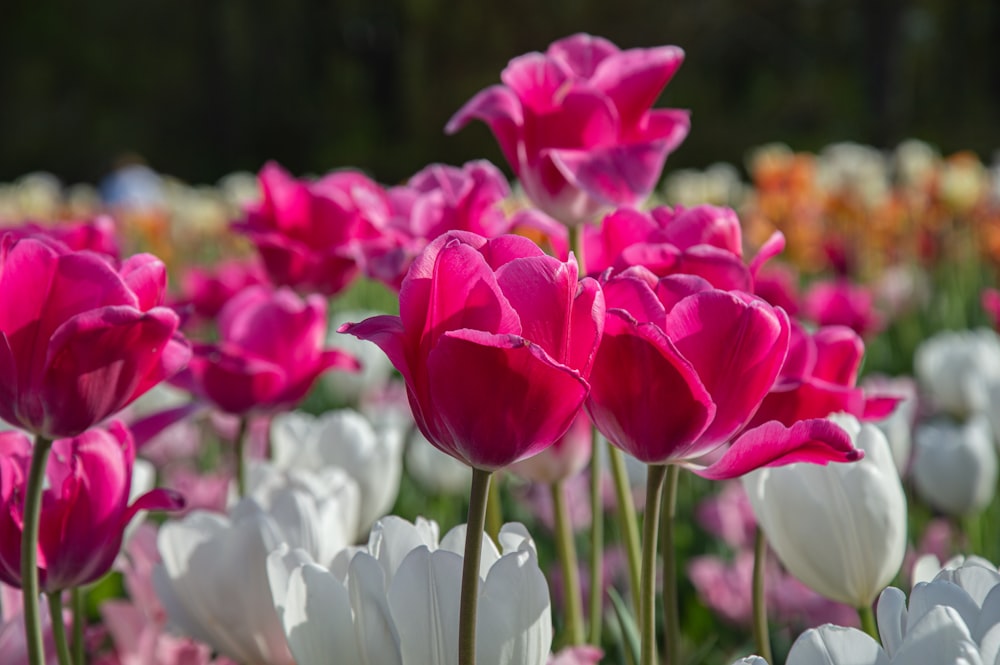 a field full of pink and white flowers