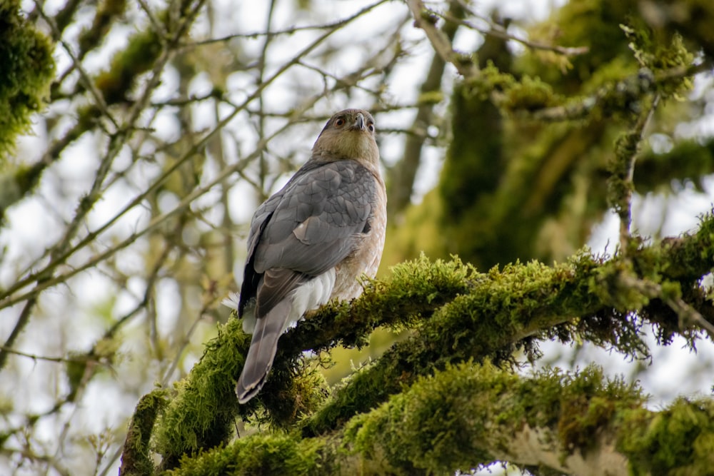 a bird perched on a branch of a tree