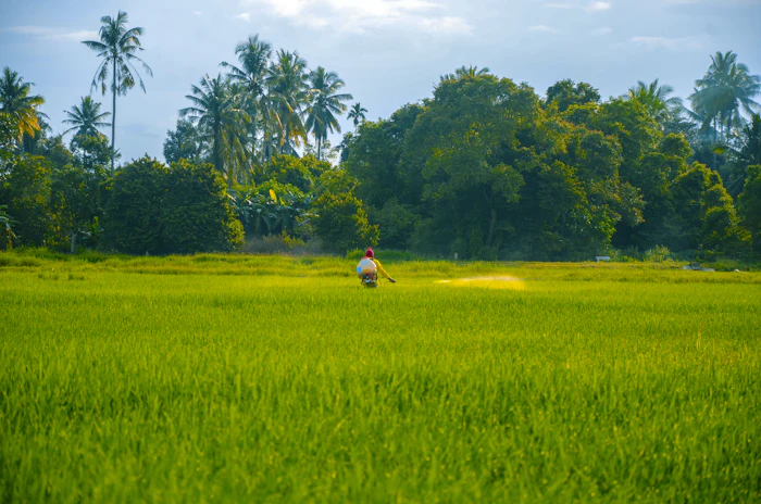 Lush green paddy field bordered by palm trees