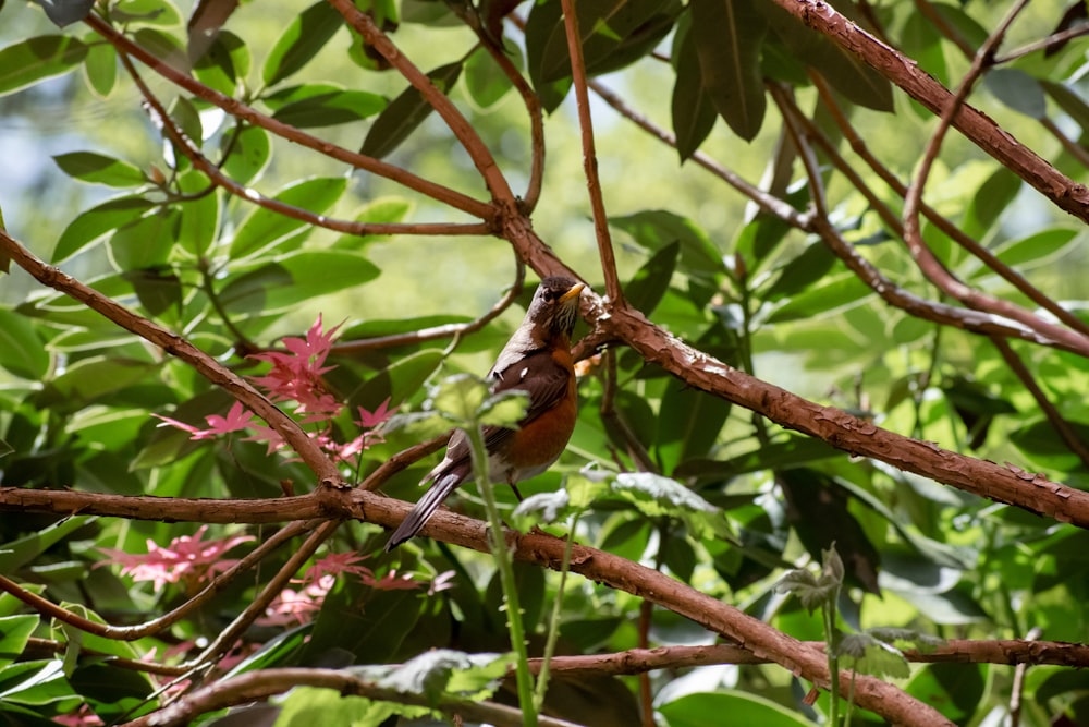 a bird sitting on a branch in a tree