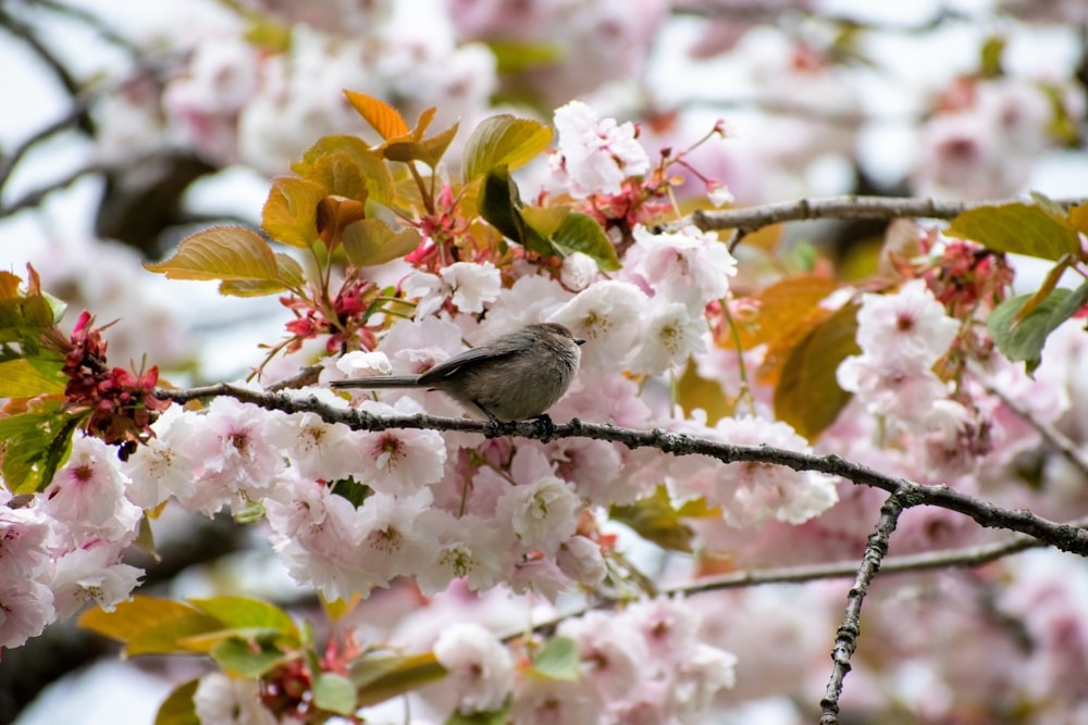 a bird sitting on a branch of a tree