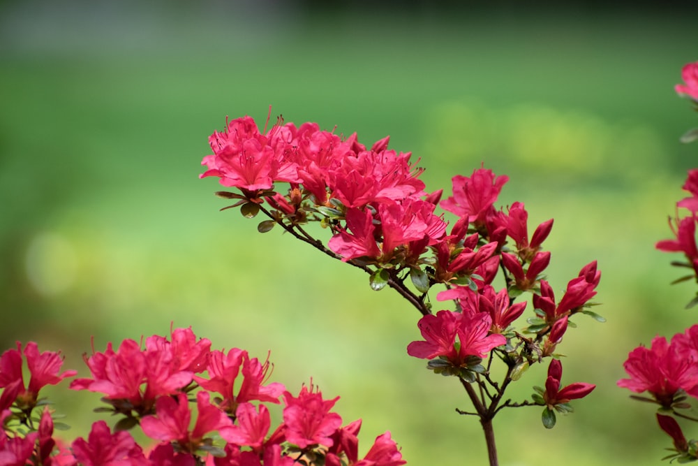 a close up of a bunch of red flowers