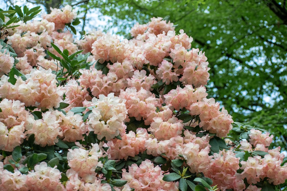 a tree filled with lots of pink flowers