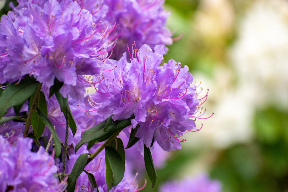 ein Strauß lila Blumen, die blühen