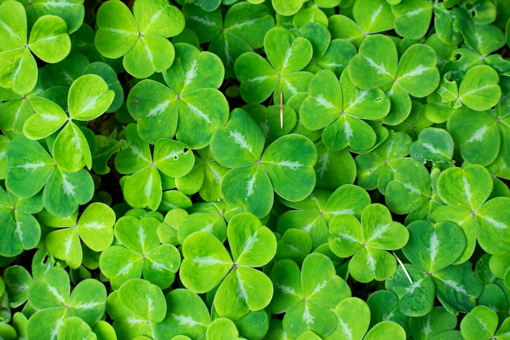 a close up of a bunch of green leaves