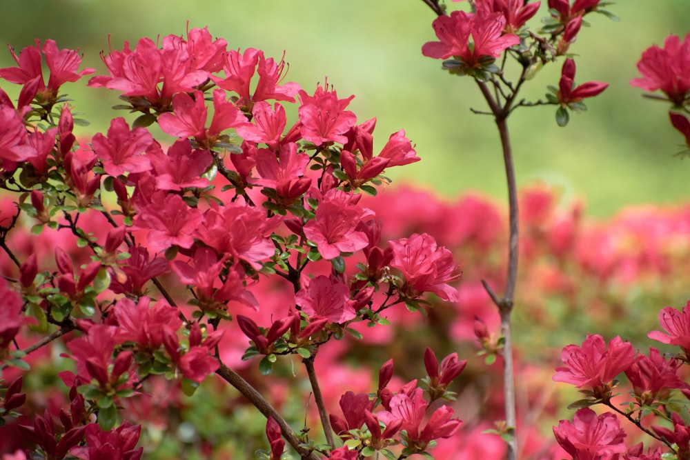 a bunch of red flowers that are in the grass