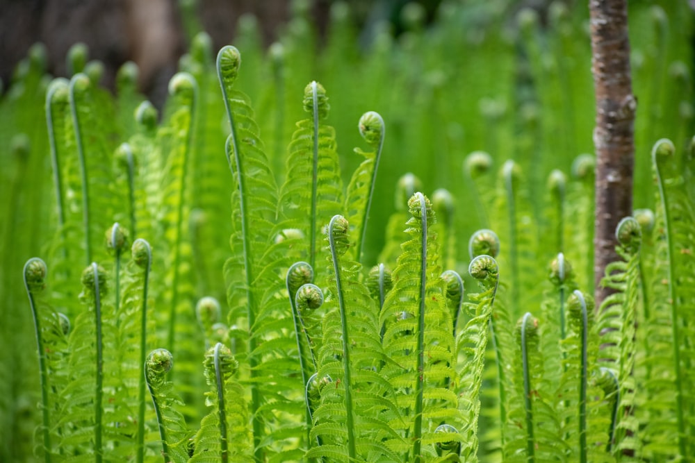 a close up of a bunch of green plants