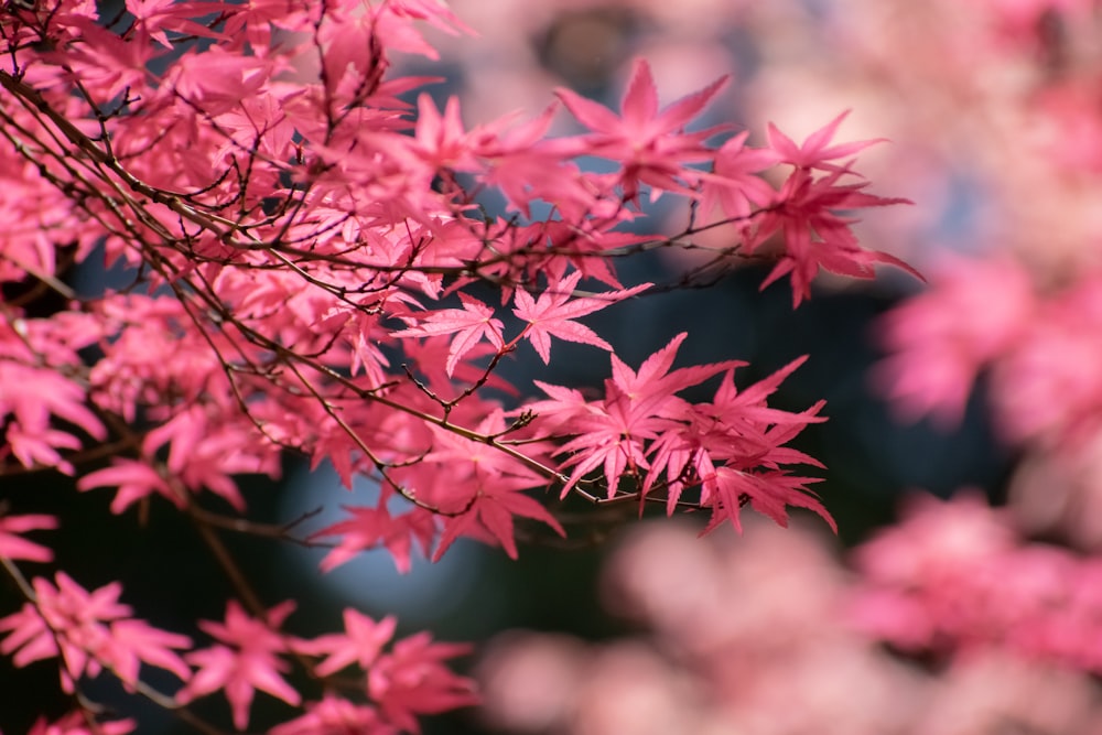 a close up of a tree with pink leaves