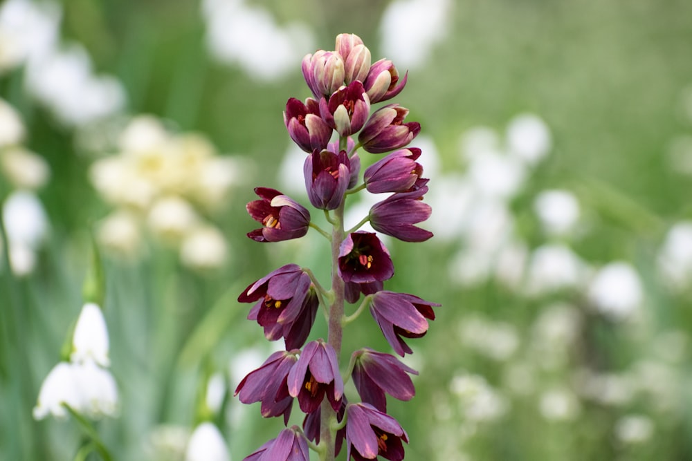 a close up of a purple flower with white flowers in the background