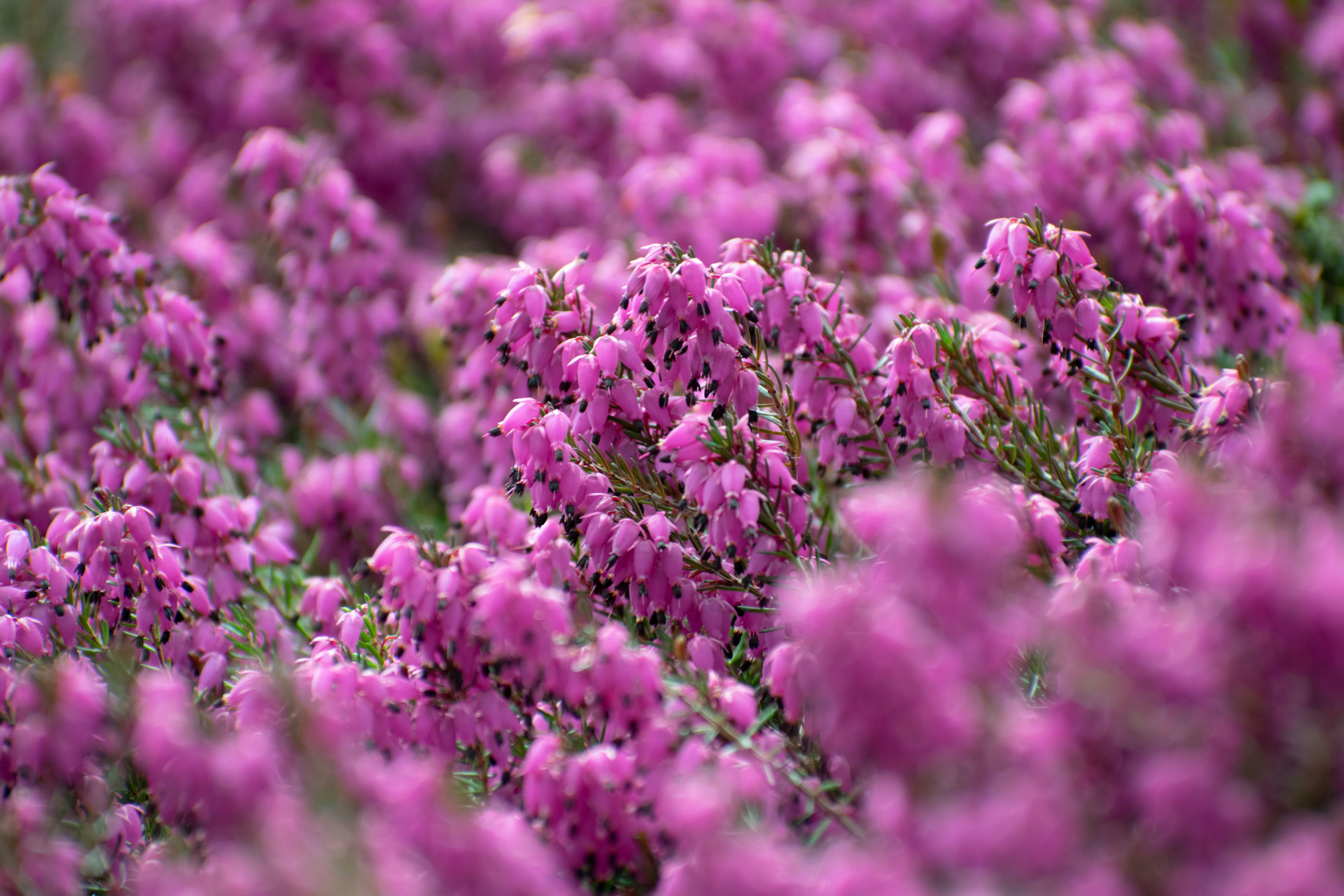 Photo by anastasiya_dal