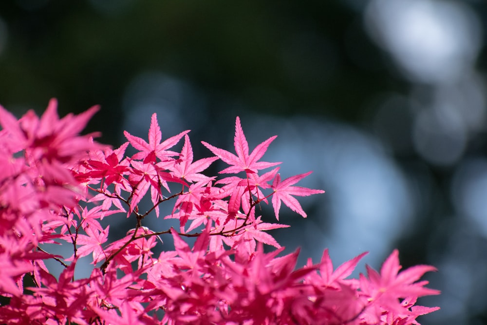 a close up of a tree with pink leaves