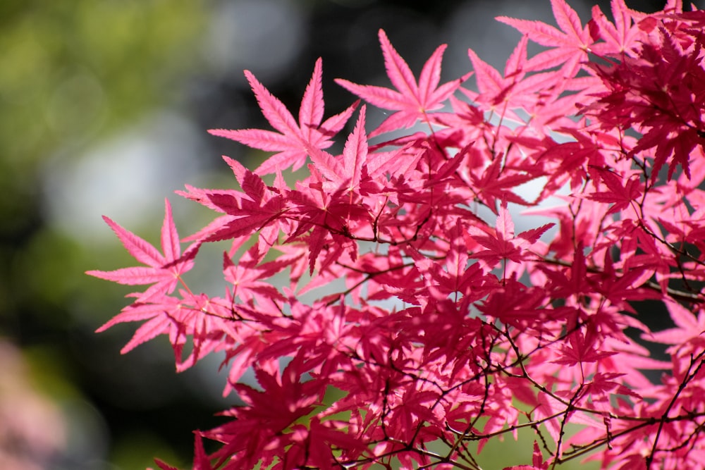 a close up of a tree with red leaves