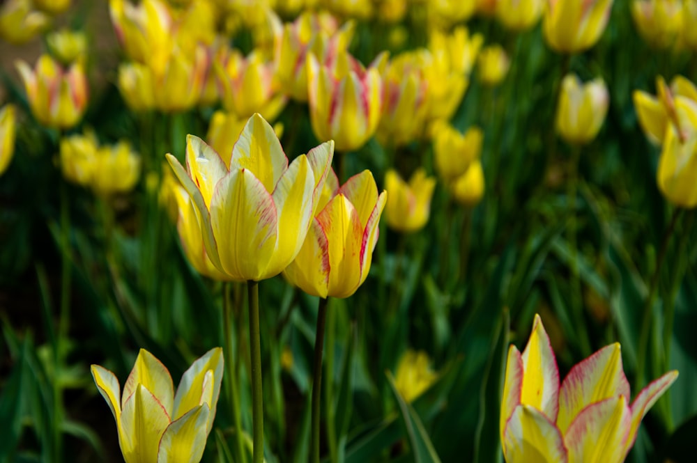 a field of yellow and red tulips in bloom