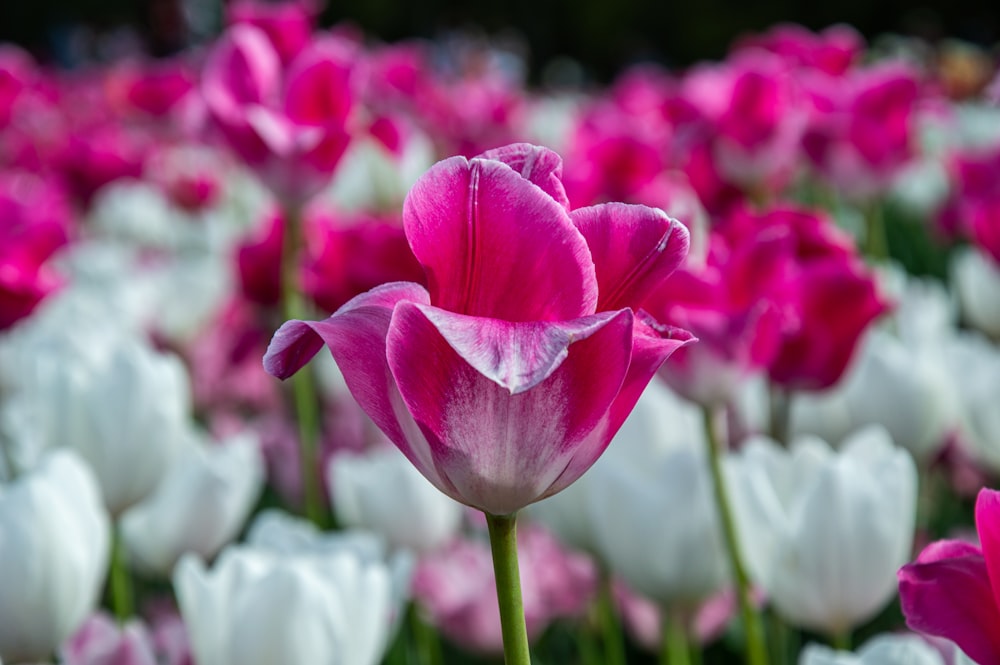 a field full of pink and white tulips