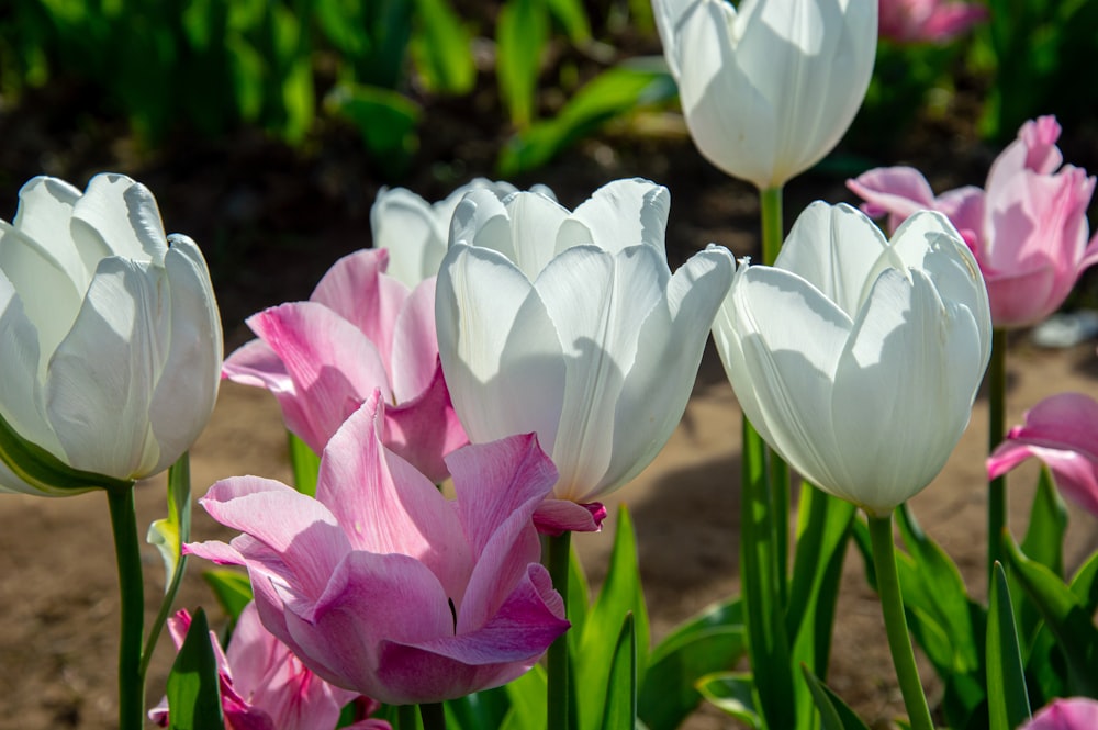 a group of white and pink flowers in a field