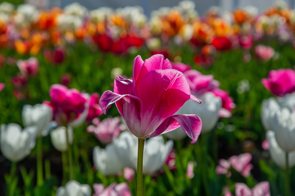 a field full of pink and white tulips