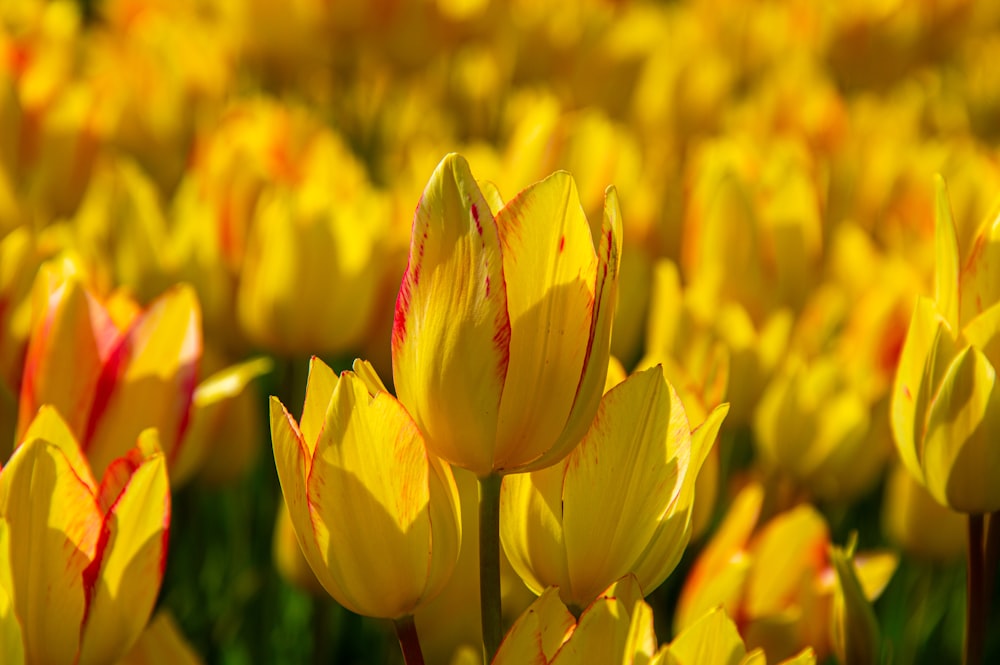 a field of yellow and red tulips in bloom