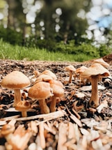 A cluster of mushrooms grows on a bed of wood chips and soil. The mushrooms vary in size and shape, with smooth brown caps and beige stems. The background is blurred, showing hints of greenery and trees.