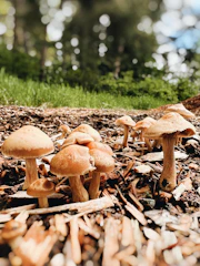 A cluster of vibrant medicinal mushrooms growing on a natural wood substrate.