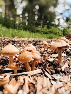 A cluster of mushrooms grows on a bed of wood chips and soil. The mushrooms vary in size and shape, with smooth brown caps and beige stems. The background is blurred, showing hints of greenery and trees.