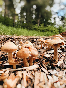 A cluster of vibrant medicinal mushrooms growing on a natural wood substrate.