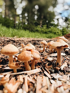 A cluster of mushrooms grows on a bed of wood chips and soil. The mushrooms vary in size and shape, with smooth brown caps and beige stems. The background is blurred, showing hints of greenery and trees.